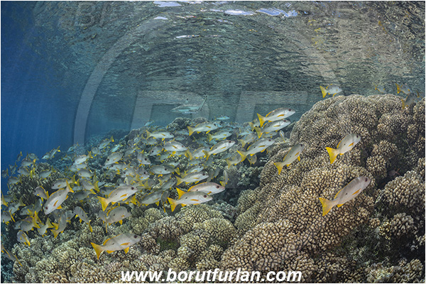 French Polynesia, Tuamotu Archipelago, Fakarava atoll, Pacific ocean, Lutjanus monostigma, Lutjanus, Lutjanidae, One-spot snapper, Snapper, Fish, Fish school, Reef, Reflections