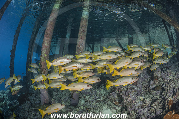 French Polynesia, Tuamotu Archipelago, Fakarava atoll, Pacific ocean, Lutjanus monostigma, Lutjanus, Lutjanidae, One-spot snapper, Snapper, Fish, Fish school, Reef, Pier, Wooden pillar