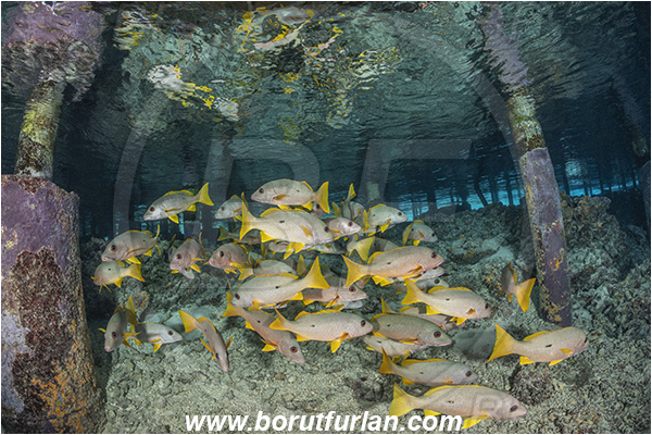 French Polynesia, Tuamotu Archipelago, Fakarava atoll, Pacific ocean, Lutjanus monostigma, Lutjanus, Lutjanidae, One-spot snapper, Snapper, Fish, Fish school, Reef, Reflections, Pier, Wooden pillar