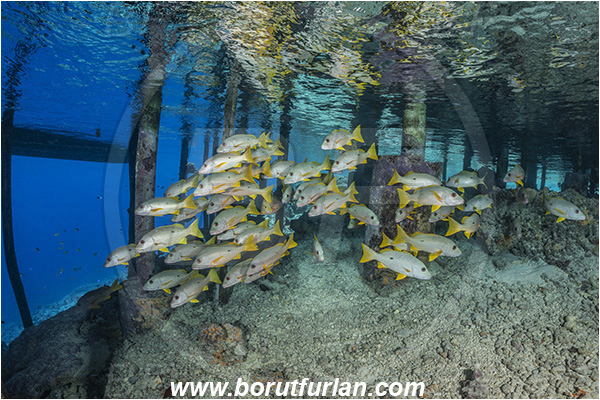 French Polynesia, Tuamotu Archipelago, Fakarava atoll, Pacific ocean, Lutjanus monostigma, Lutjanus, Lutjanidae, One-spot snapper, Snapper, Fish, Fish school, Reef, Pier, Wooden pillar, Reflections