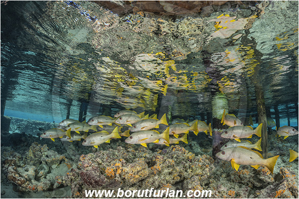 French Polynesia, Tuamotu Archipelago, Fakarava atoll, Pacific ocean, Lutjanus monostigma, Lutjanus, Lutjanidae, One-spot snapper, Snapper, Fish, Fish school, Reef, Pier, Wooden pillar, Reflections