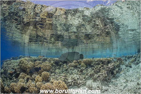 French Polynesia, Tuamotu Archipelago, Fakarava atoll, Pacific ocean, Cheilinus undulatus, Cheilinus, Labridae, Napoleon Wrasse, Humphead wrasse, Wrasse, Fish, Reef, Reflections