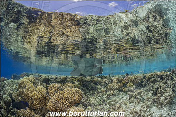 French Polynesia, Tuamotu Archipelago, Fakarava atoll, Pacific ocean, Cheilinus undulatus, Cheilinus, Labridae, Napoleon Wrasse, Humphead wrasse, Wrasse, Fish, Reef, Reflections