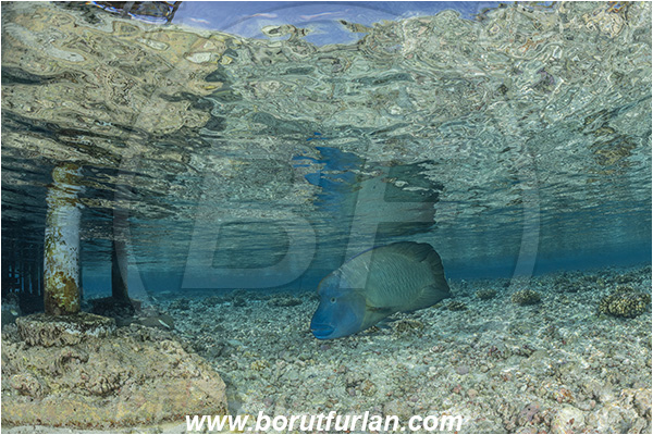 French Polynesia, Tuamotu Archipelago, Fakarava atoll, Pacific ocean, Cheilinus undulatus, Cheilinus, Labridae, Napoleon Wrasse, Humphead wrasse, Wrasse, Fish, Reflections