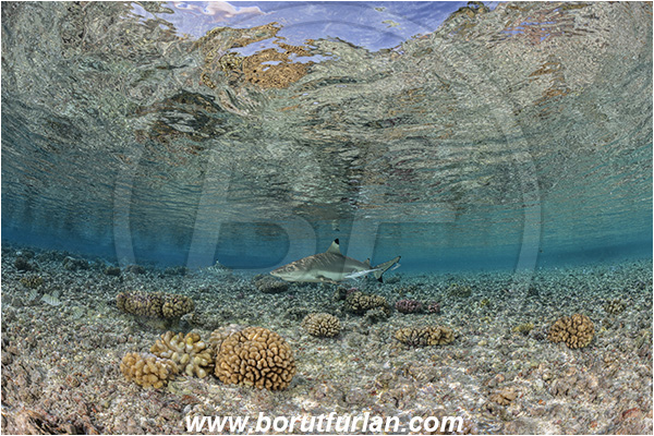 French Polynesia, Tuamotu Archipelago, Fakarava atoll, Pacific ocean, Carcharhinus melanopterus, Carcharhinus, Carcharhinidae, Elasmobranchii, Blacktip Reef Shark, Shark, Fish, Reef, Reflections