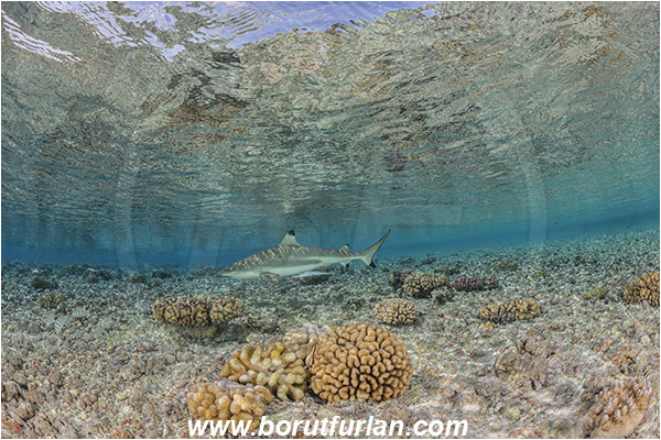 French Polynesia, Tuamotu Archipelago, Fakarava atoll, Pacific ocean, Carcharhinus melanopterus, Carcharhinus, Carcharhinidae, Elasmobranchii, Blacktip Reef Shark, Shark, Fish, Reef