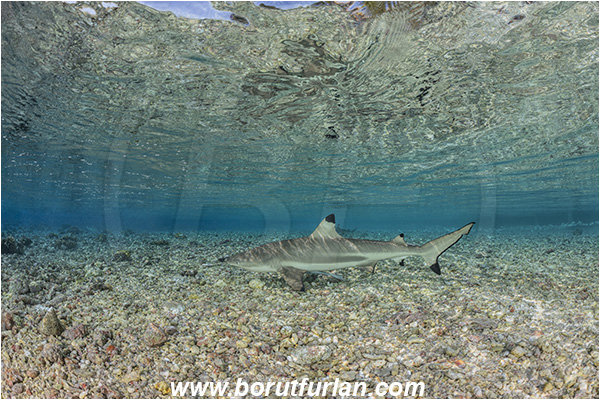French Polynesia, Tuamotu Archipelago, Fakarava atoll, Pacific ocean, Carcharhinus melanopterus, Carcharhinus, Carcharhinidae, Elasmobranchii, Blacktip Reef Shark, Shark, Fish, Reef