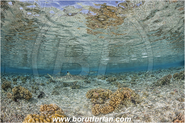 French Polynesia, Tuamotu Archipelago, Fakarava atoll, Pacific ocean, Carcharhinus melanopterus, Carcharhinus, Carcharhinidae, Elasmobranchii, Blacktip Reef Shark, Shark, Fish, Reef, Reflections
