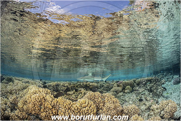 French Polynesia, Tuamotu Archipelago, Fakarava atoll, Pacific ocean, Carcharhinus melanopterus, Carcharhinus, Carcharhinidae, Elasmobranchii, Blacktip Reef Shark, Shark, Fish, Reef, Reflections