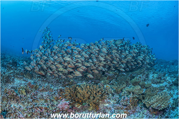 French Polynesia, Tuamotu Archipelago, Fakarava atoll, Pacific ocean, Lutjanus gibbus, Lutjanus, Lutjanidae, Humpback Red Snapper, Snapper, Fish, Fish school, Reef