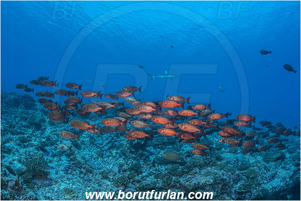 French Polynesia, Tuamotu Archipelago, Fakarava atoll, Pacific ocean, Priacanthus hamrur, Priacanthus, Lunartail Bigeye, Bigeye, Priacanthidae, Fish, Fish school, Reef