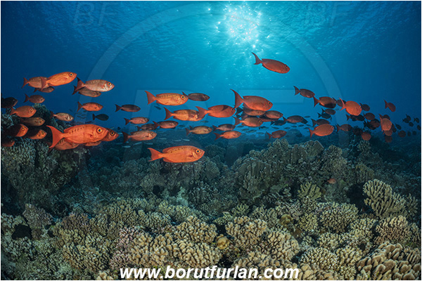 French Polynesia, Tuamotu Archipelago, Fakarava atoll, Pacific ocean, Priacanthus hamrur, Priacanthus, Lunartail Bigeye, Bigeye, Priacanthidae, Fish, Fish school, Reef