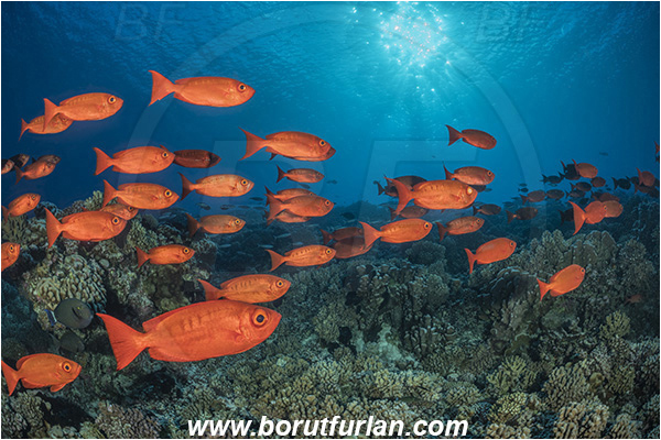 French Polynesia, Tuamotu Archipelago, Fakarava atoll, Pacific ocean, Priacanthus hamrur, Priacanthus, Lunartail Bigeye, Bigeye, Priacanthidae, Fish, Fish school, Reef