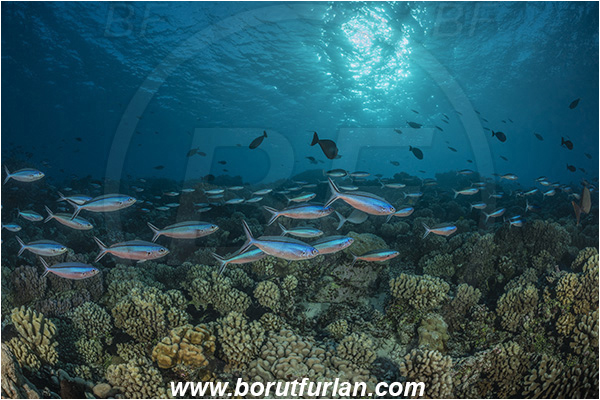 French Polynesia, Tuamotu Archipelago, Fakarava atoll, Pacific ocean, Pterocaesio tile, Pterocaesio, Caesionidae, Dark-banded fusilier, Fusilier, Fish, Fish school, Reef