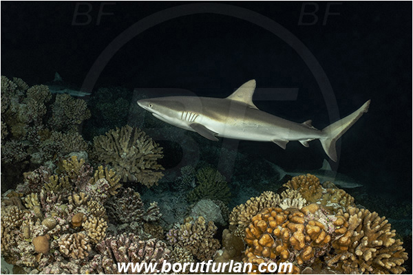 French Polynesia, Tuamotu Archipelago, Fakarava atoll, Pacific ocean, Carcharhinus amblyrhynchos, Carcharhinus, Carcharhinidae, Elasmobranchii, Grey Reef Shark, Shark, Fish, Reef, Night