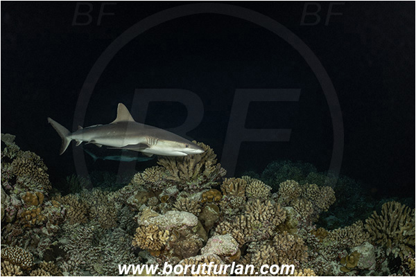 French Polynesia, Tuamotu Archipelago, Fakarava atoll, Pacific ocean, Carcharhinus amblyrhynchos, Carcharhinus, Carcharhinidae, Elasmobranchii, Grey Reef Shark, Shark, Fish, Reef, Night
