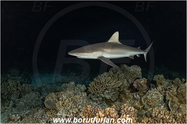 French Polynesia, Tuamotu Archipelago, Fakarava atoll, Pacific ocean, Carcharhinus amblyrhynchos, Carcharhinus, Carcharhinidae, Elasmobranchii, Grey Reef Shark, Shark, Fish, Reef, Night