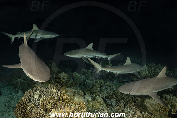 French Polynesia, Tuamotu Archipelago, Fakarava atoll, Pacific ocean, Carcharhinus amblyrhynchos, Carcharhinus, Carcharhinidae, Elasmobranchii, Grey Reef Shark, Shark, Fish, Reef, Night