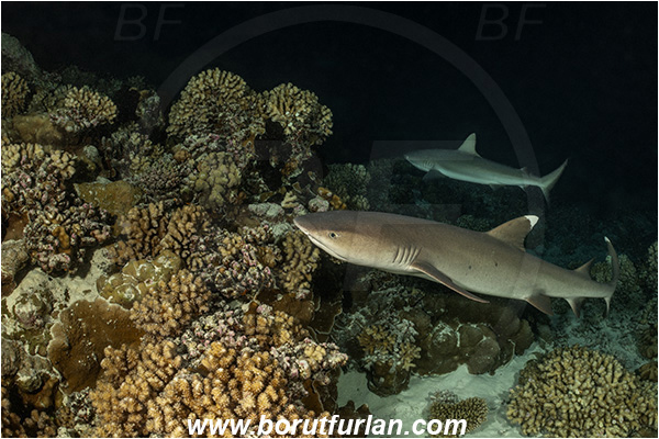 French Polynesia, Tuamotu Archipelago, Fakarava atoll, Pacific ocean, Triaenodon obesus, Triaenodon, Carcharhinidae, Elasmobranchii, Whitetip reef shark, Shark, Fish, Reef, Night