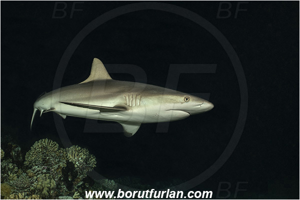 French Polynesia, Tuamotu Archipelago, Fakarava atoll, Pacific ocean, Carcharhinus amblyrhynchos, Carcharhinus, Carcharhinidae, Elasmobranchii, Grey Reef Shark, Shark, Fish, Reef, Night