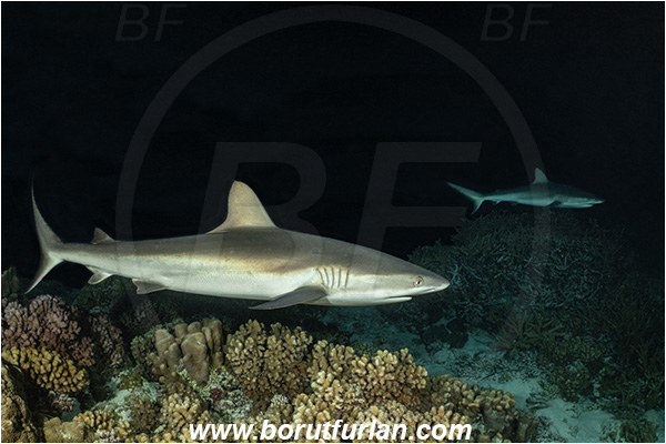 French Polynesia, Tuamotu Archipelago, Fakarava atoll, Pacific ocean, Carcharhinus amblyrhynchos, Carcharhinus, Carcharhinidae, Elasmobranchii, Grey Reef Shark, Shark, Fish, Reef, Night