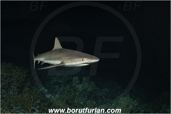 French Polynesia, Tuamotu Archipelago, Fakarava atoll, Pacific ocean, Carcharhinus amblyrhynchos, Carcharhinus, Carcharhinidae, Elasmobranchii, Grey Reef Shark, Shark, Fish, Reef, Night
