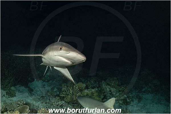 French Polynesia, Tuamotu Archipelago, Fakarava atoll, Pacific ocean, Carcharhinus amblyrhynchos, Carcharhinus, Carcharhinidae, Elasmobranchii, Grey Reef Shark, Shark, Fish, Reef, Night, Portrait