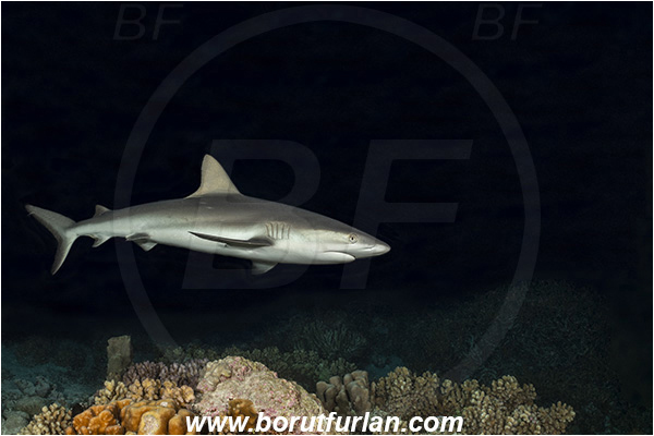 French Polynesia, Tuamotu Archipelago, Fakarava atoll, Pacific ocean, Carcharhinus amblyrhynchos, Carcharhinus, Carcharhinidae, Elasmobranchii, Grey Reef Shark, Shark, Fish, Reef, Night