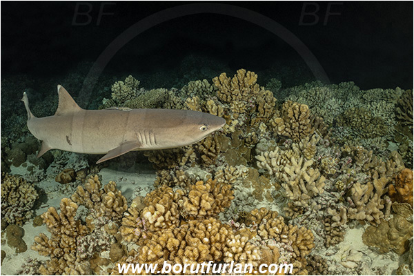 French Polynesia, Tuamotu Archipelago, Fakarava atoll, Pacific ocean, Triaenodon obesus, Triaenodon, Carcharhinidae, Elasmobranchii, Whitetip reef shark, Shark, Fish, Reef, Night