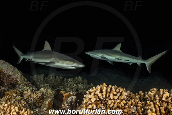 French Polynesia, Tuamotu Archipelago, Fakarava atoll, Pacific ocean, Carcharhinus amblyrhynchos, Carcharhinus, Carcharhinidae, Elasmobranchii, Grey Reef Shark, Shark, Fish, Reef, Night