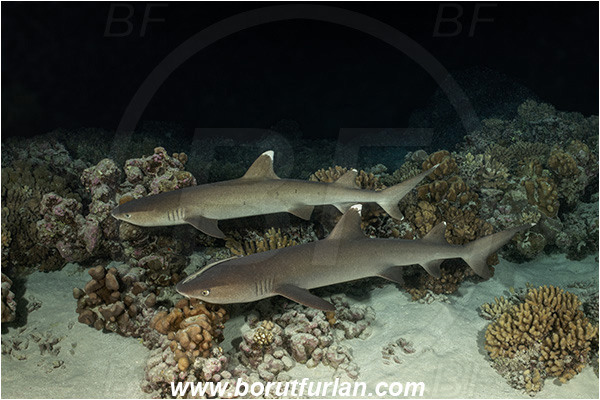 French Polynesia, Tuamotu Archipelago, Fakarava atoll, Pacific ocean, Triaenodon obesus, Triaenodon, Carcharhinidae, Elasmobranchii, Whitetip reef shark, Shark, Fish, Reef, Night