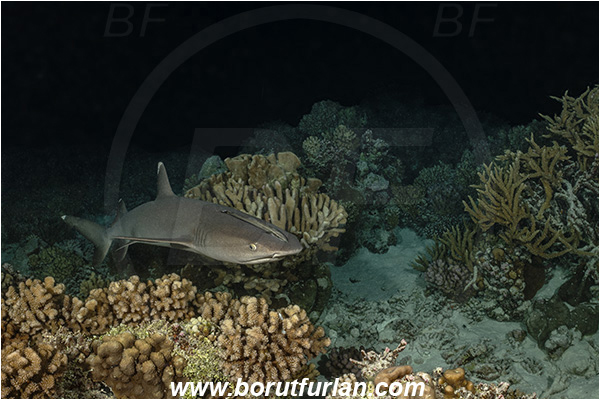 French Polynesia, Tuamotu Archipelago, Fakarava atoll, Pacific ocean, Triaenodon obesus, Triaenodon, Carcharhinidae, Elasmobranchii, Whitetip reef shark, Shark, Fish, Reef, Night