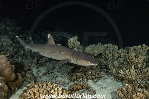 French Polynesia, Tuamotu Archipelago, Fakarava atoll, Pacific ocean, Triaenodon obesus, Triaenodon, Carcharhinidae, Elasmobranchii, Whitetip reef shark, Shark, Fish, Reef, Night