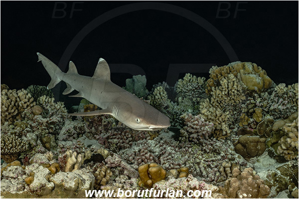 French Polynesia, Tuamotu Archipelago, Fakarava atoll, Pacific ocean, Triaenodon obesus, Triaenodon, Carcharhinidae, Elasmobranchii, Whitetip reef shark, Shark, Fish, Reef, Night