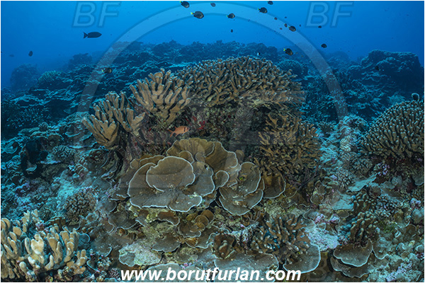 French Polynesia, Tuamotu Archipelago, Fakarava atoll, Pacific ocean, Anthozoa, Cnidaria, Cnidarian, Reef