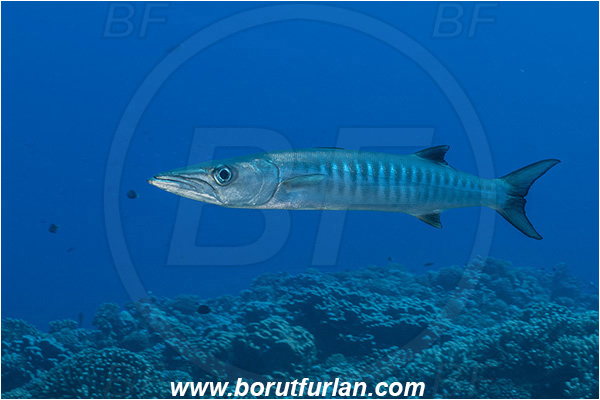French Polynesia, Tuamotu Archipelago, Fakarava atoll, Pacific ocean, Sphyraena qenie, Sphyraena, Sphyraenidae, Blackfin barracuda, Barracuda, Fish, Reef