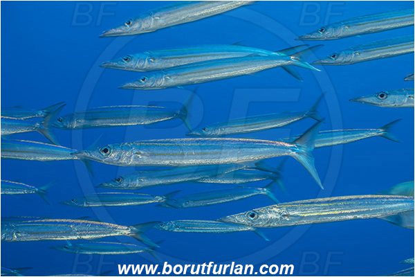 French Polynesia, Tuamotu Archipelago, Fakarava atoll, Pacific ocean, Sphyraena forsteri, Sphyraena, Sphyraenidae, Bigeye barracuda, Barracuda, Fish, Fish school