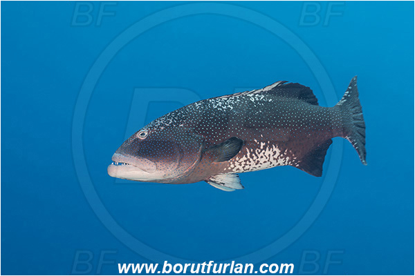 French Polynesia, Tuamotu Archipelago, Fakarava atoll, Pacific ocean, Plectropomus laevis, Plectropomus, Serranidae, Saddle grouper, Bluespotted Coral Trout, Grouper, Fish
