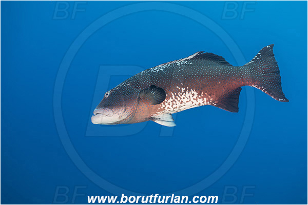 French Polynesia, Tuamotu Archipelago, Fakarava atoll, Pacific ocean, Plectropomus laevis, Plectropomus, Serranidae, Saddle grouper, Bluespotted Coral Trout, Grouper, Fish