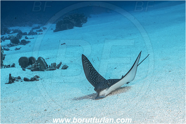 French Polynesia, Tuamotu Archipelago, Fakarava atoll, Pacific ocean, Aetobatus ocellatus, Aetobatus, Myliobatidae, Elasmobranchii, Ocellated eagle ray, Eagle ray, Fish, Sand