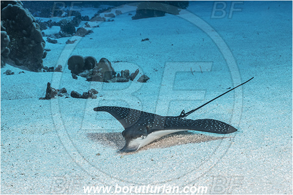 French Polynesia, Tuamotu Archipelago, Fakarava atoll, Pacific ocean, Aetobatus ocellatus, Aetobatus, Myliobatidae, Elasmobranchii, Ocellated eagle ray, Eagle ray, Fish, Sand