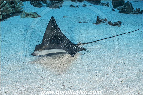French Polynesia, Tuamotu Archipelago, Fakarava atoll, Pacific ocean, Aetobatus ocellatus, Aetobatus, Myliobatidae, Elasmobranchii, Ocellated eagle ray, Eagle ray, Fish, Sand