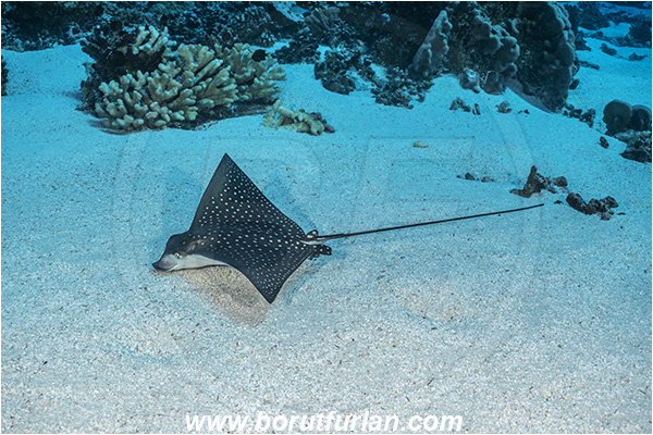 French Polynesia, Tuamotu Archipelago, Fakarava atoll, Pacific ocean, Aetobatus ocellatus, Aetobatus, Myliobatidae, Elasmobranchii, Ocellated eagle ray, Eagle ray, Fish, Reef, Sand