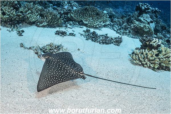 French Polynesia, Tuamotu Archipelago, Fakarava atoll, Pacific ocean, Aetobatus ocellatus, Aetobatus, Myliobatidae, Elasmobranchii, Ocellated eagle ray, Eagle ray, Fish, Reef, Sand