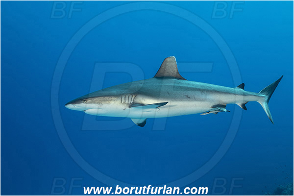 French Polynesia, Tuamotu Archipelago, Fakarava atoll, Pacific ocean, Carcharhinus amblyrhynchos, Carcharhinus, Carcharhinidae, Elasmobranchii, Grey Reef Shark, Shark, Fish