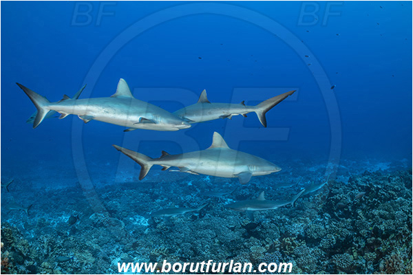French Polynesia, Tuamotu Archipelago, Fakarava atoll, Pacific ocean, Carcharhinus amblyrhynchos, Carcharhinus, Carcharhinidae, Elasmobranchii, Grey Reef Shark, Shark, Fish, Reef