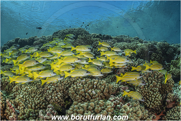 French Polynesia, Tuamotu Archipelago, Fakarava atoll, Pacific ocean, Lutjanus kasmira, Lutjanus, Lutjanidae, Blue-striped snapper, Snapper, Fish, Fish school, Reef