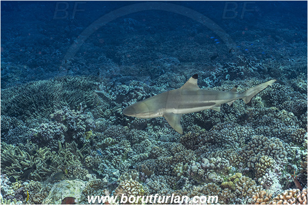 French Polynesia, Tuamotu Archipelago, Fakarava atoll, Pacific ocean, Carcharhinus melanopterus, Carcharhinus, Carcharhinidae, Elasmobranchii, Blacktip Reef Shark, Shark, Fish, Reef