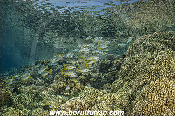 French Polynesia, Tuamotu Archipelago, Fakarava atoll, Pacific ocean, Lutjanus monostigma, Lutjanus, Lutjanidae, One-spot snapper, Snapper, Fish, Fish school, Reef, Reflections