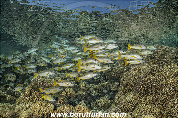 French Polynesia, Tuamotu Archipelago, Fakarava atoll, Pacific ocean, Lutjanus monostigma, Lutjanus, Lutjanidae, One-spot snapper, Snapper, Fish, Fish school, Reef, Reflections